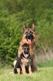 BERGER ALLEMAND 1355